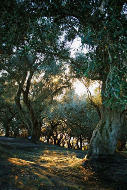Olivenhain mit
                      Olivenb�umen [1], das ist die Kultur im
                      Mittelmeerklima