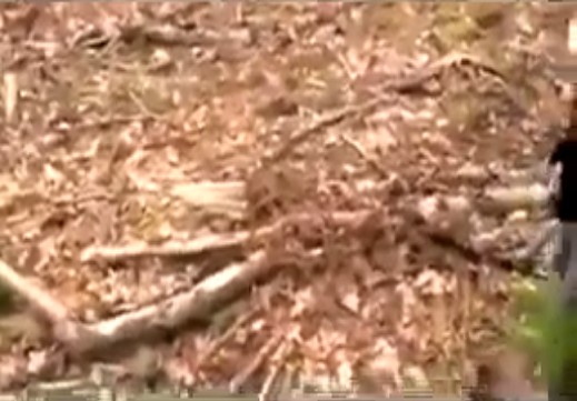 Holten (Holland), restos de
                una hoguera en el bosque 01 (2h21'47'')