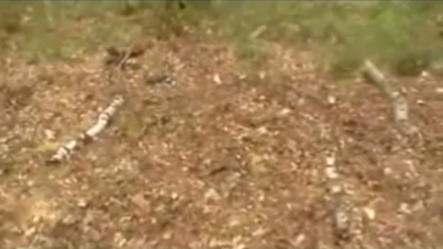 Stake
                with laid branches as sign 02