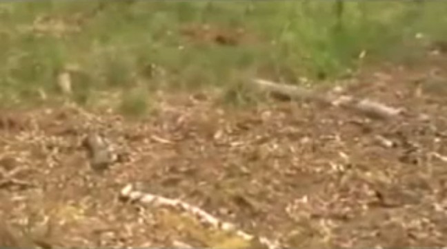 Holten (Holland), pyre with laid branches as
                sign 01