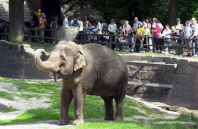 Der Tiergarten (hier
                        ein Elefant des Zoos von N�rnberg) wurde im
                        Zusammenhang mit den Kreuzz�gen erfunden, um
                        exotische, geraubte oder geschenkte Tiere in
                        Europa zu halten. Das Tiergef�ngnis ist also ein
                        System der Oberschicht.